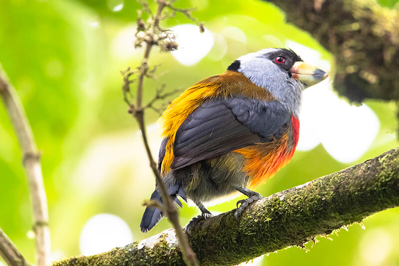 Top 10 most beautiful bird in Colombia