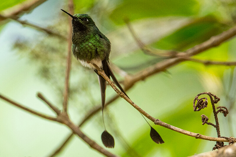 Booted-racket tail