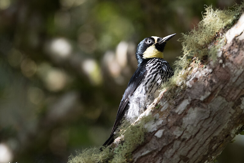 Acorn woodpecker | Carpintero de Robles | Melanerpes formicivorous
