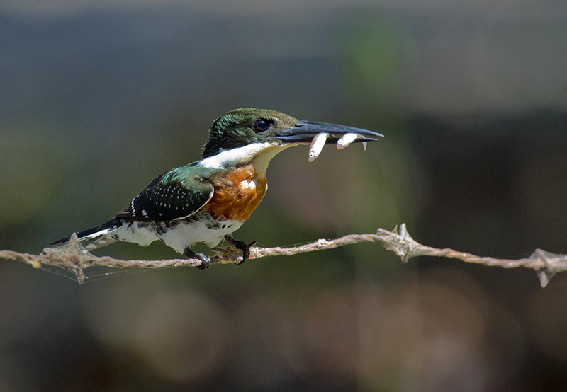 Amazon Kingfisher, Martin Pescador Matraquero, Alcedinidae