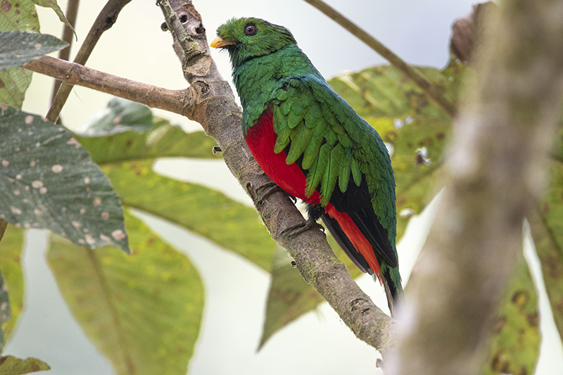 Quetzal colinegro, Crested quetzal