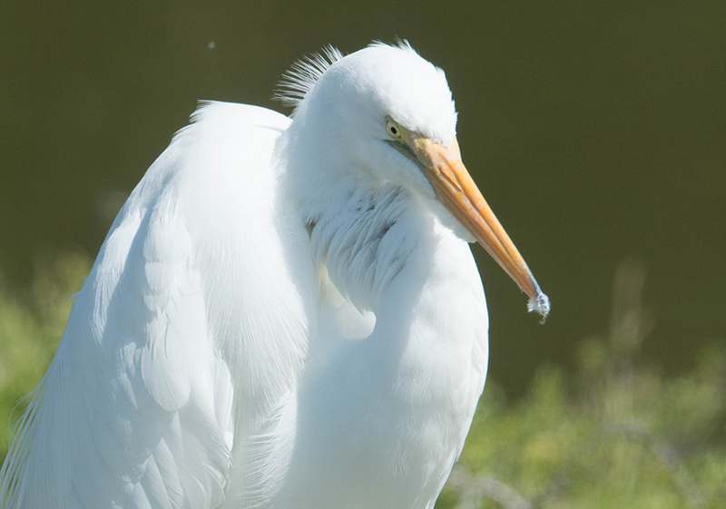 Great egret, Ardea alba