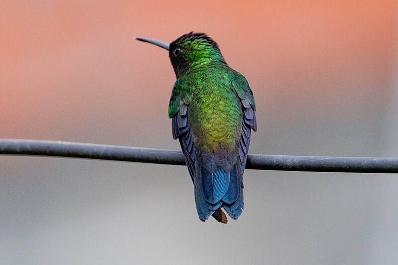 Amazilia saucerrottei, Steely-vented-hummingbird