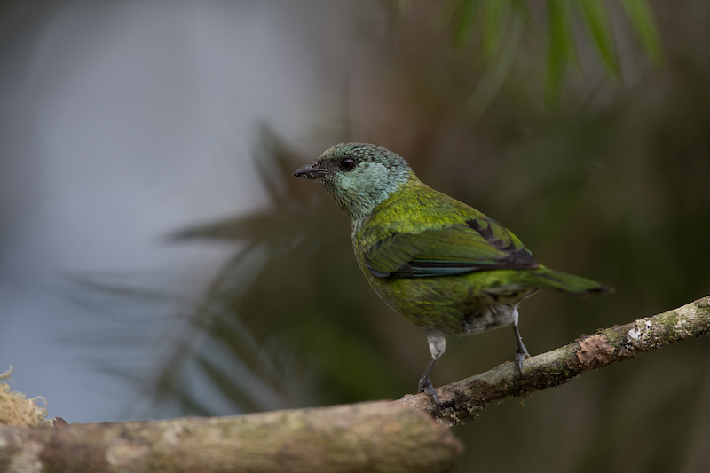 black-caped female tanager 