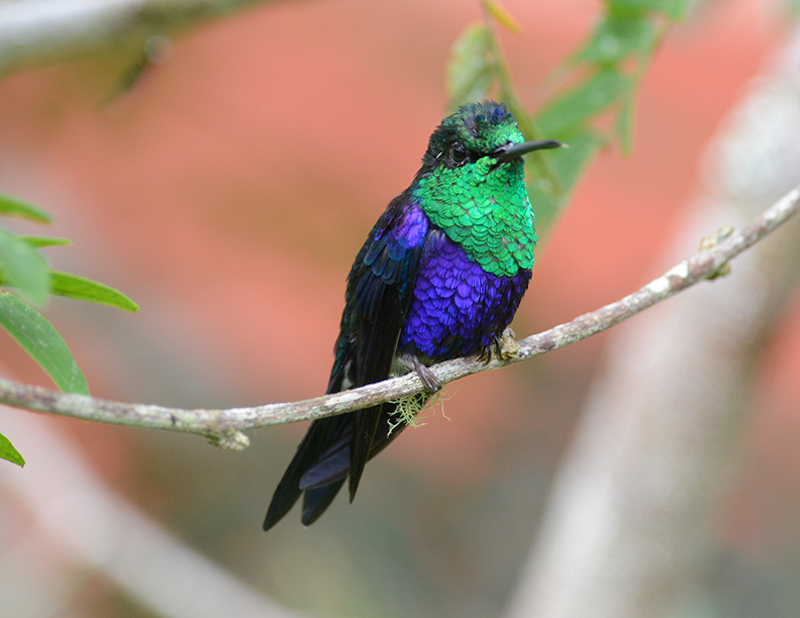 Hummingbirds, Colibries, Trochilidae