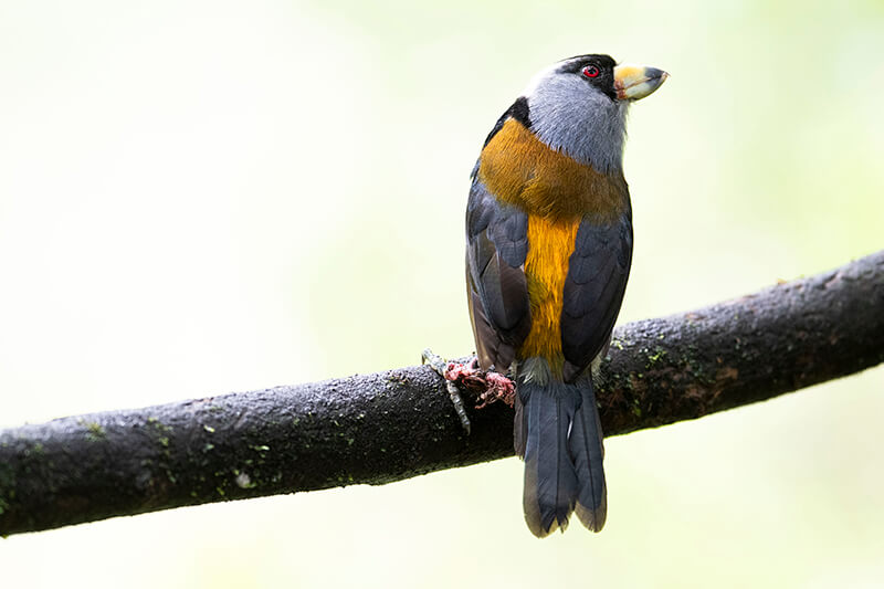 Top 10 most beautiful bird in Colombia