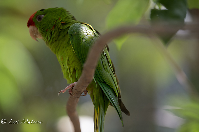 Scarlet-fronted macaw, perico chocolatero