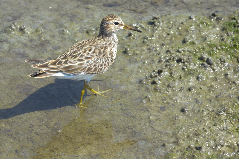 Sandpipers, Snipes, Becasinas, Scolopacidae