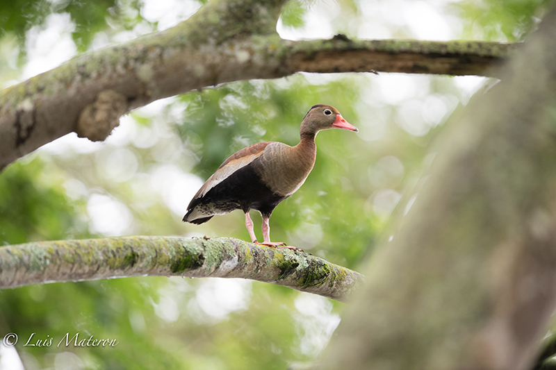 Black-bellied whistling duck| Iguaza común or Pisingo | Dendrocygna autumnalis