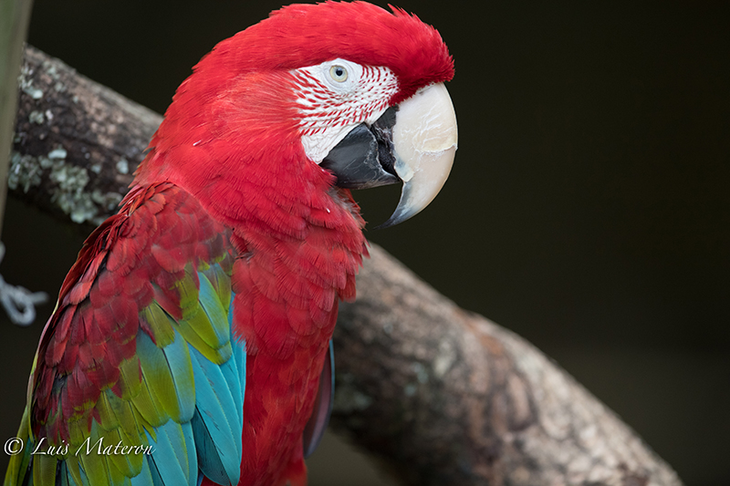 Green and red macaw, Guacamaya rojiverde