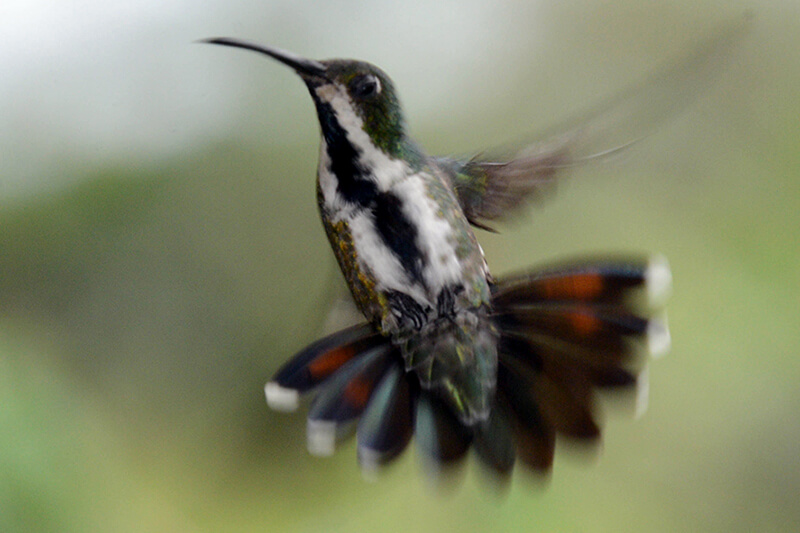 black-throated mango male hummingbird