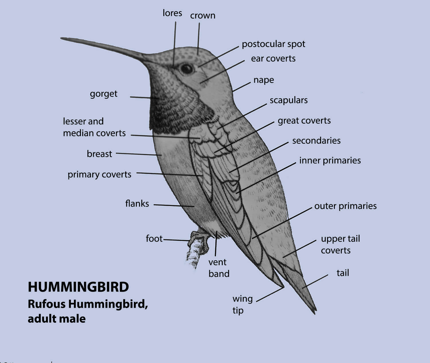 Bird Topography, Hummingbird