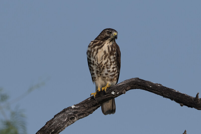 Broad-winged hawk, Halcón migratorio
