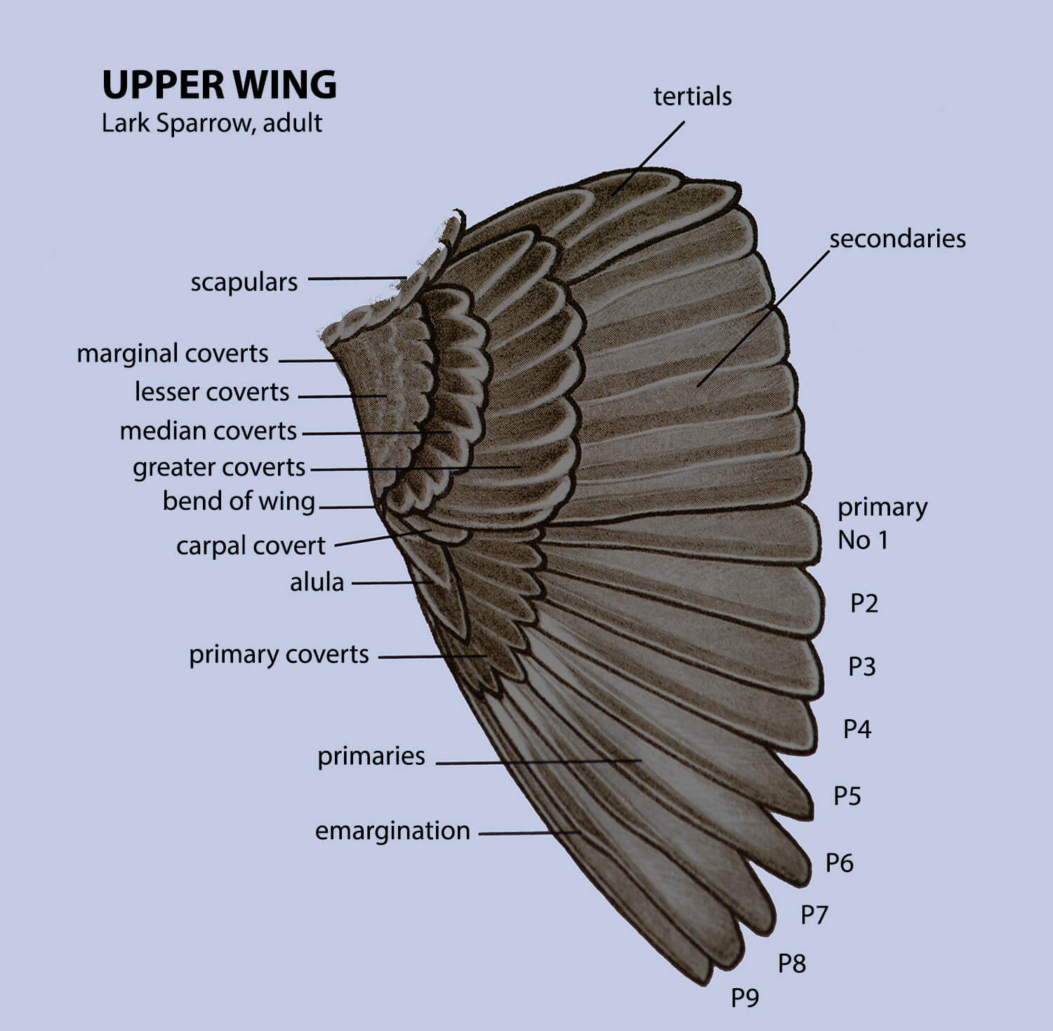 Upper wing 