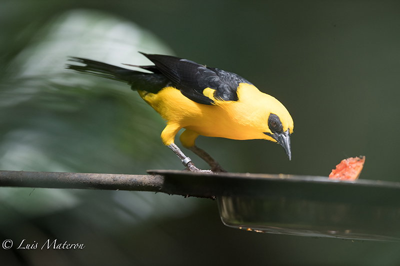 Oriole Blackbird | Turpial Lagunero | Gymnomystax mexicanus