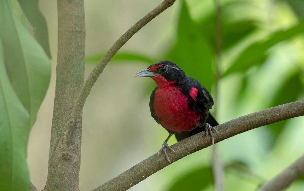 Rosy-thrush tanager