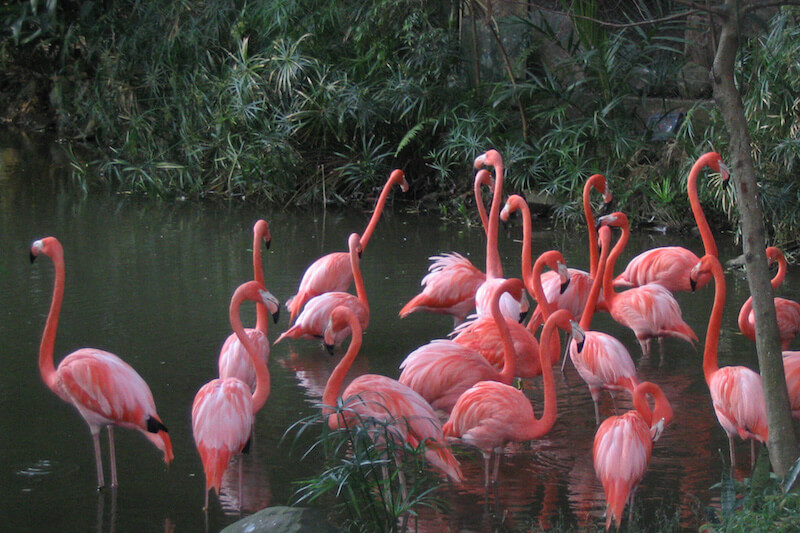 Flamingo - flamenco americano Phoenicopteridae