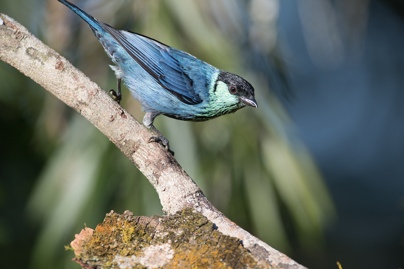 black-caped male tanager 