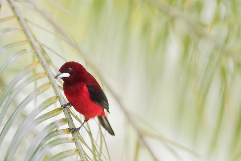 crimson-backed tanager female