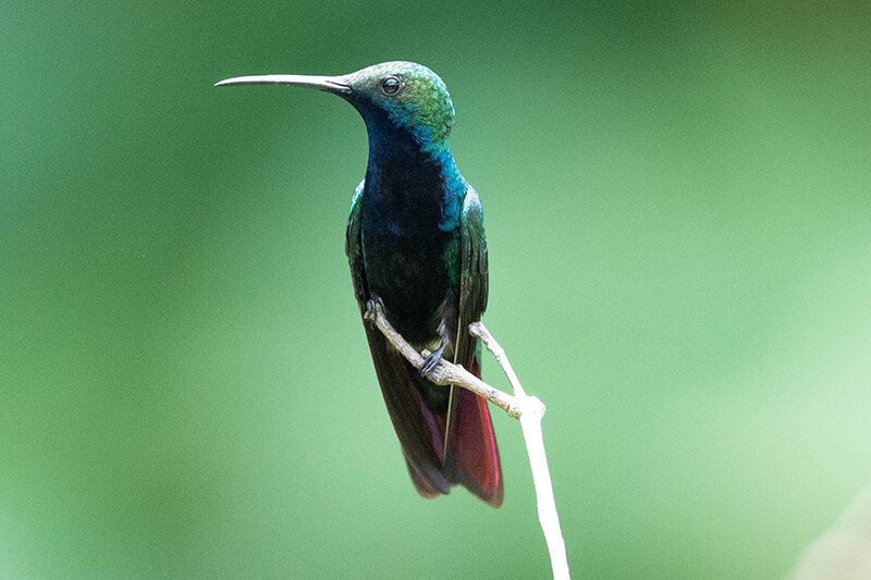 black-throated mango male hummingbird