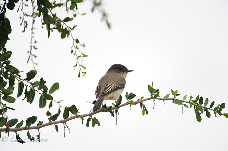 Common Tody-flycatcher | Espatulilla Común | Todirostrum cinereum