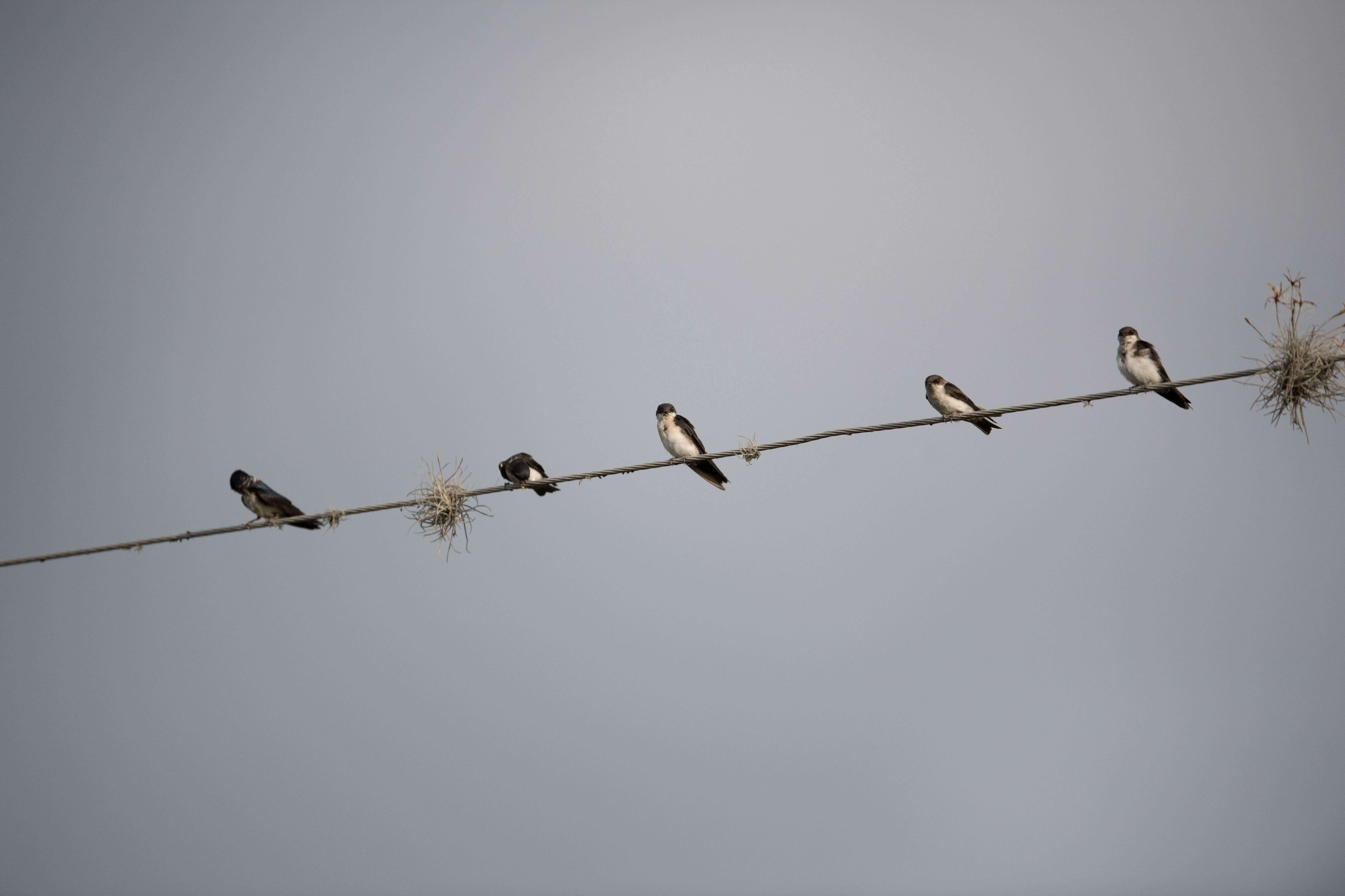 Swallows - Golondrinas