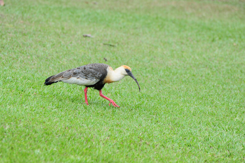 Bared-face ibis | Coquito | <em>P</em><em>himosus infuscatus</em>