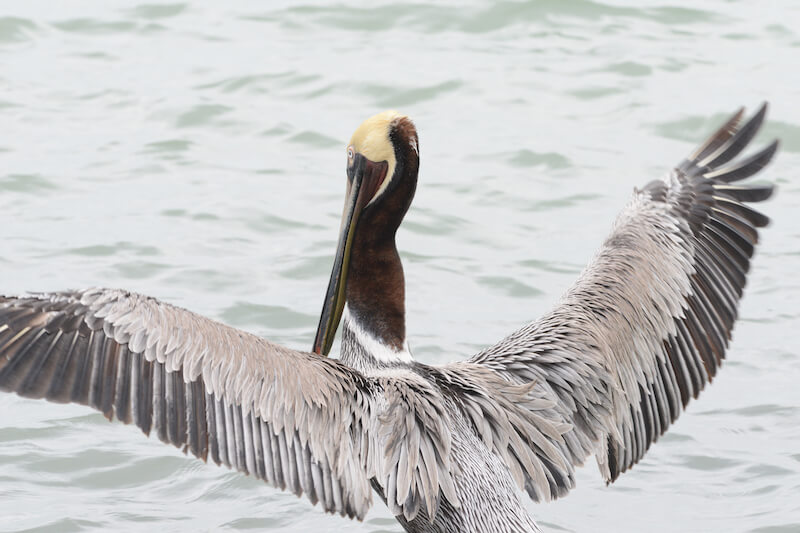 Brown pelican, Pelícano pardo, pelicano pardo, Pelecanus occidentalis