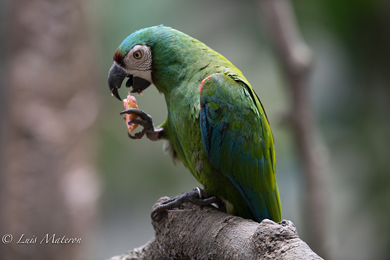 Chestnut fronted macaw, Guacamaya cariseca, Ara severus
