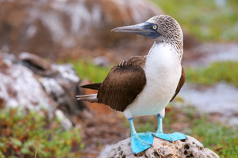 Blue-footed Booby, Piquero, slide