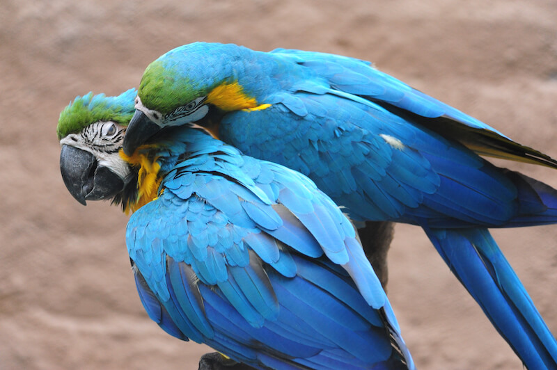 Blue and yellow macaw, Guacamaya azul y amarilla
