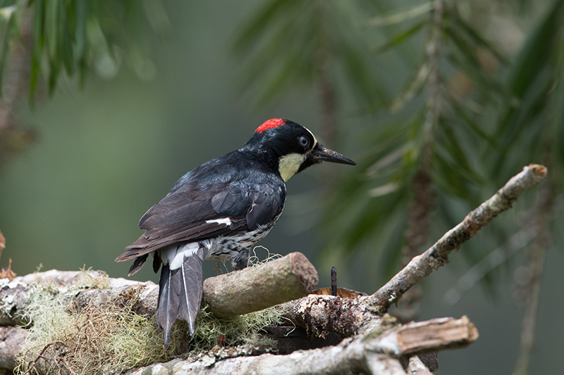 Woodpeckers - Carpinteros - picidae