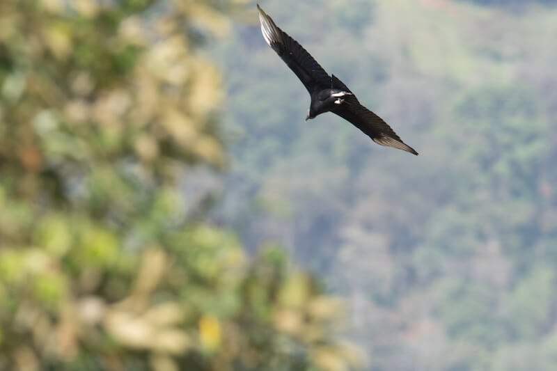 andean condor, condor de los andes, vulture gryphus