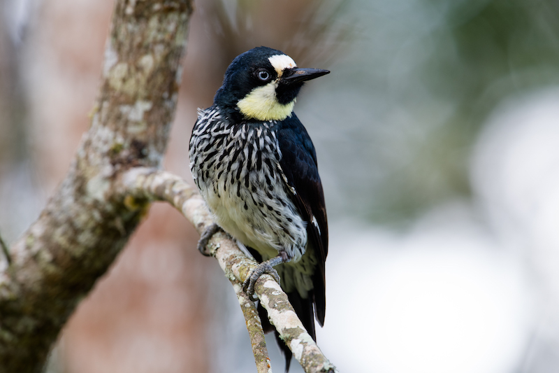 Acorn woodpecker | Carpintero de Robles | Melanerpes formicivorous