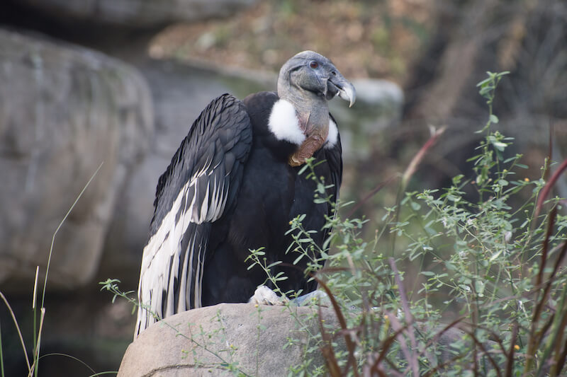 andean condor, condor de los andes, Vultur gryphus