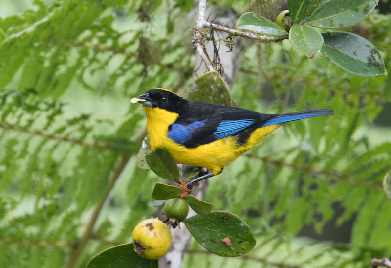 Blue-winged mountain tanager 