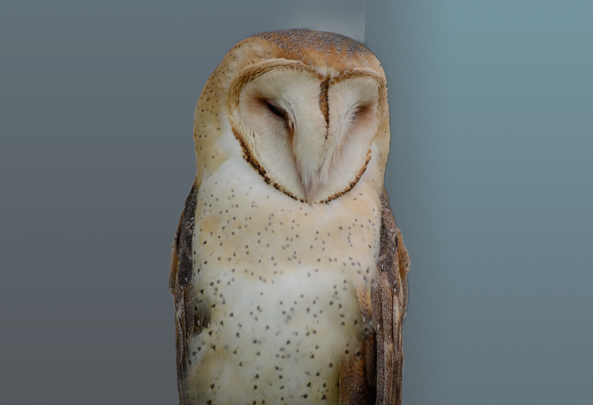 Barn Owl -Lechuza Común, Tytonidae