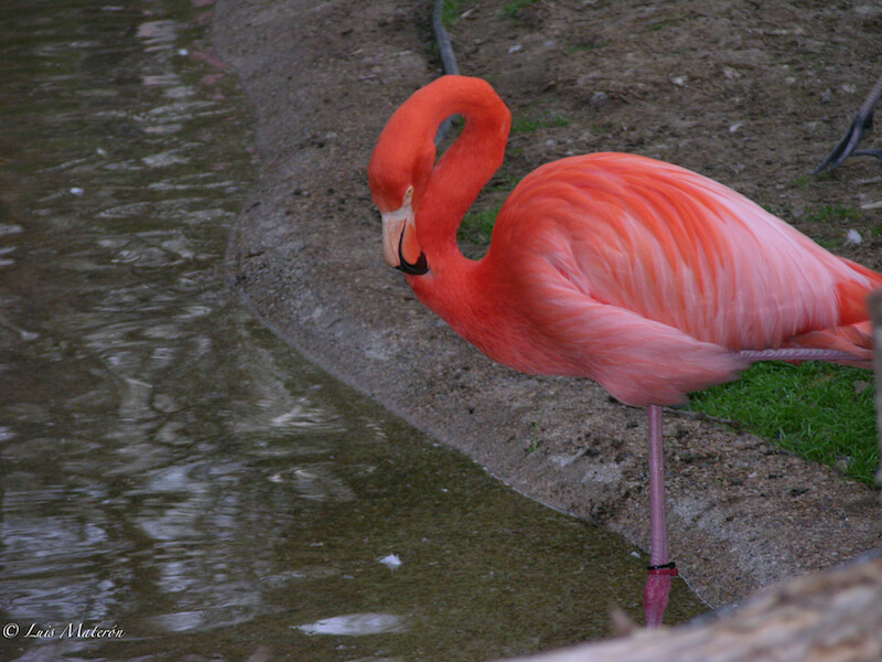 American Flamingo, Flamenco americano, Phoenicopterus ruber