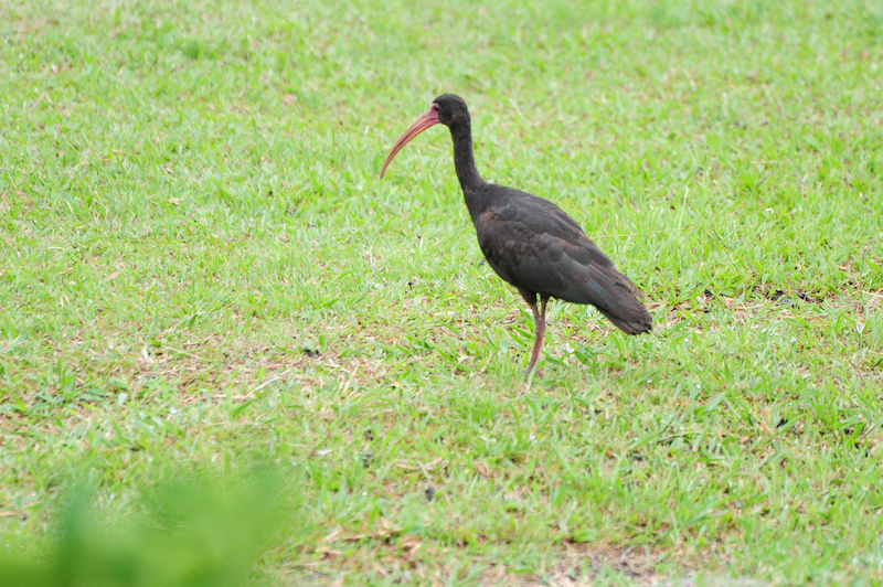 Bare-faced ibis