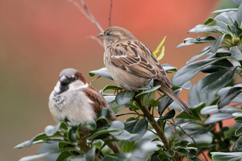 House sparrow, copeton europeo, Passer domesticus