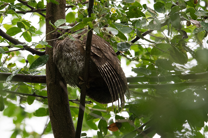 Tropical Screech-owl, Currucutú común, Megascops choliba