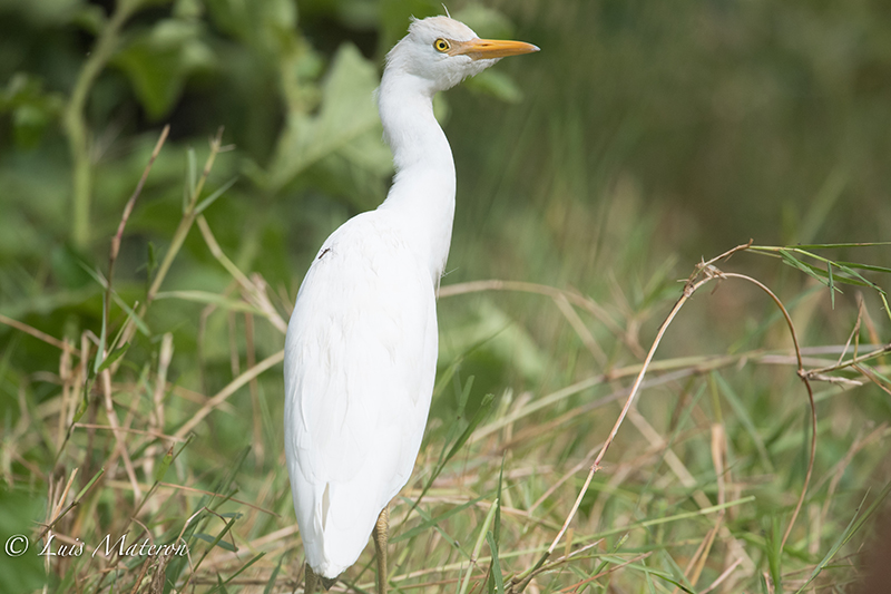 Cattle Egret | Garcita del Ganado | Bubulcus ibis