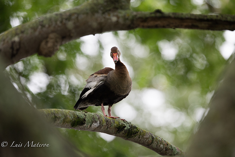 Black-bellied whistling duck| Iguaza común or Pisingo | Dendrocygna autumnalis