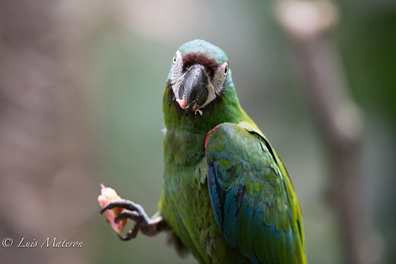 Chestnut-fronted macaw, guacamaya cariseca, ara severus