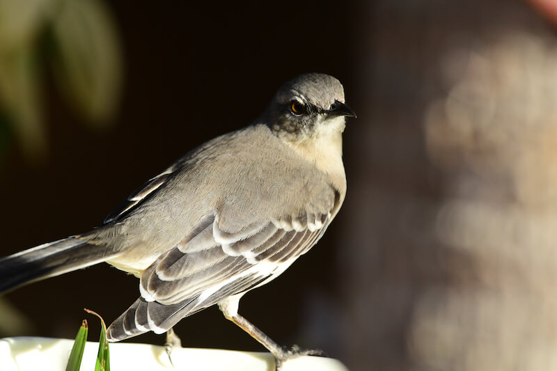Mockingbird, Sinsonte común