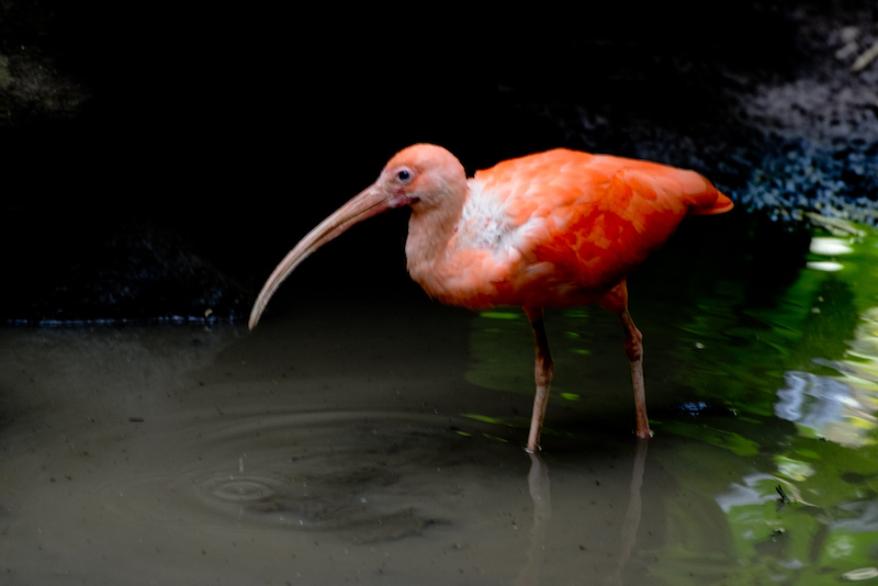 scarlet ibis, ibis escarlata, eudocimus ruber