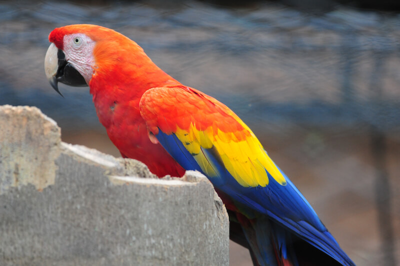 Scarlet Macaw, Guacamaya escarlata