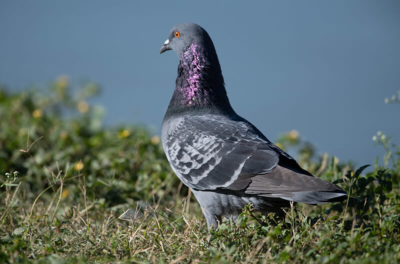 Rock Pigeon, Columba livia, Paloma Domestica, Paloma Doméstica