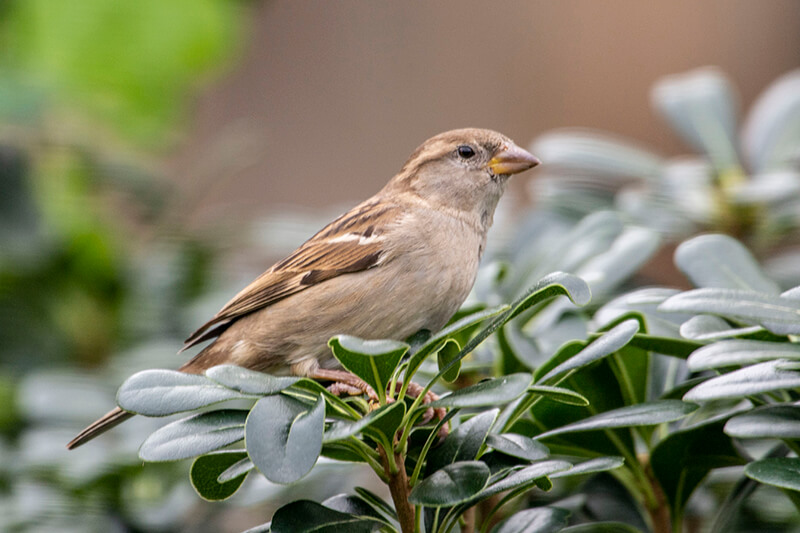 House sparrow, Copeton europeo, Passer domesticus
