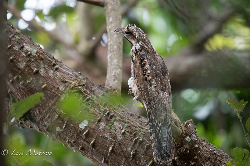 Tropical Screech Owl- Currucutu Comun Megascops choliba
